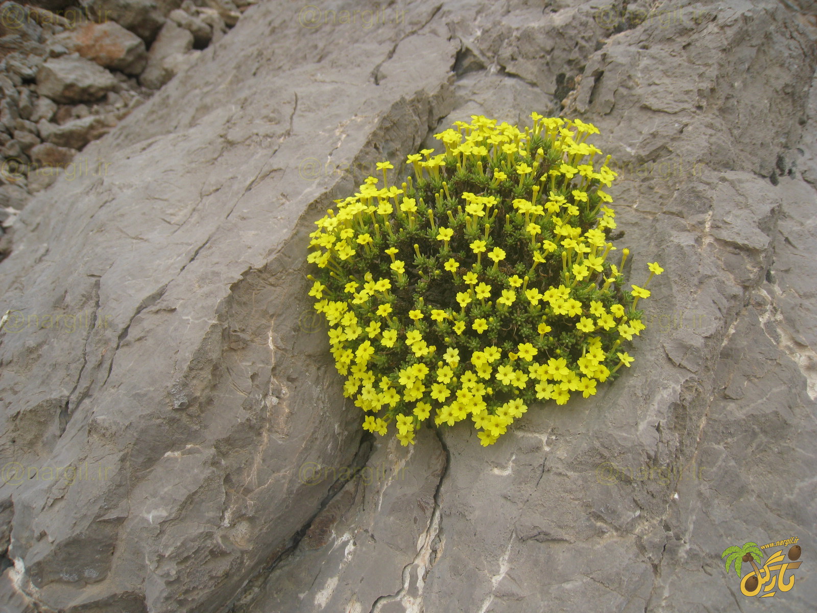 Dionysia revoluta